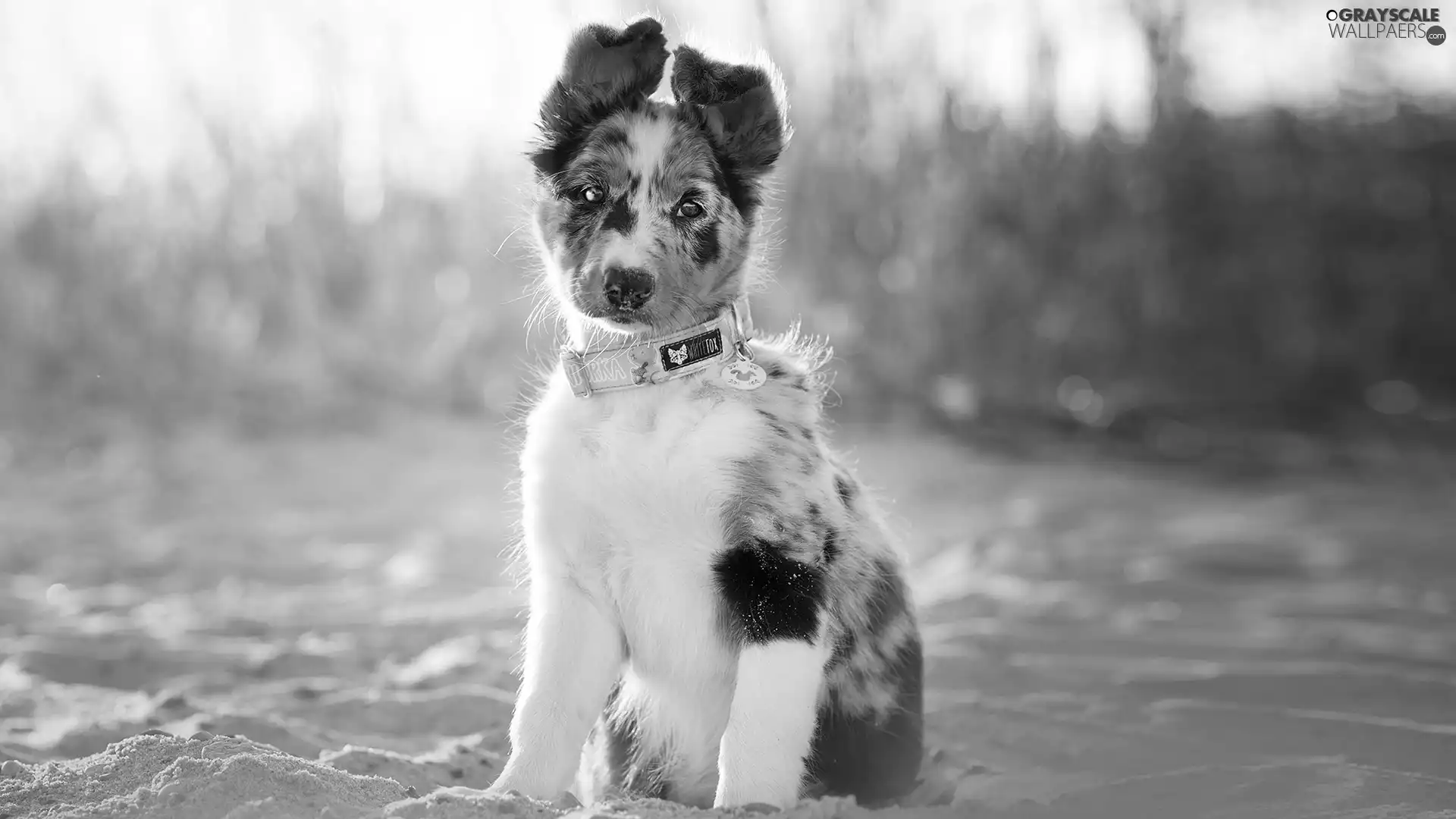Border Collie, sitter, Puppy