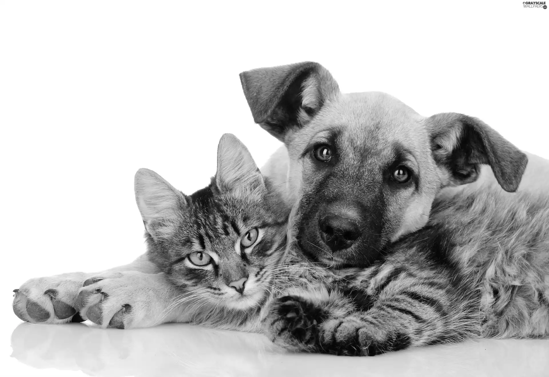 cat, Puppy