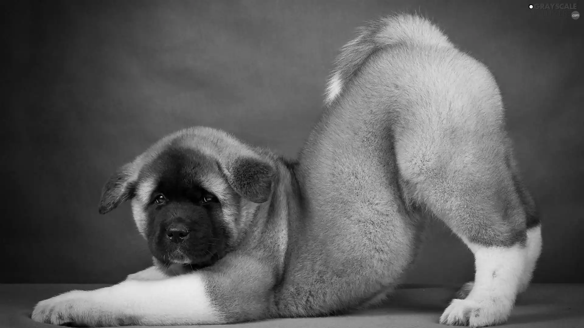 American akita, dog, Puppy
