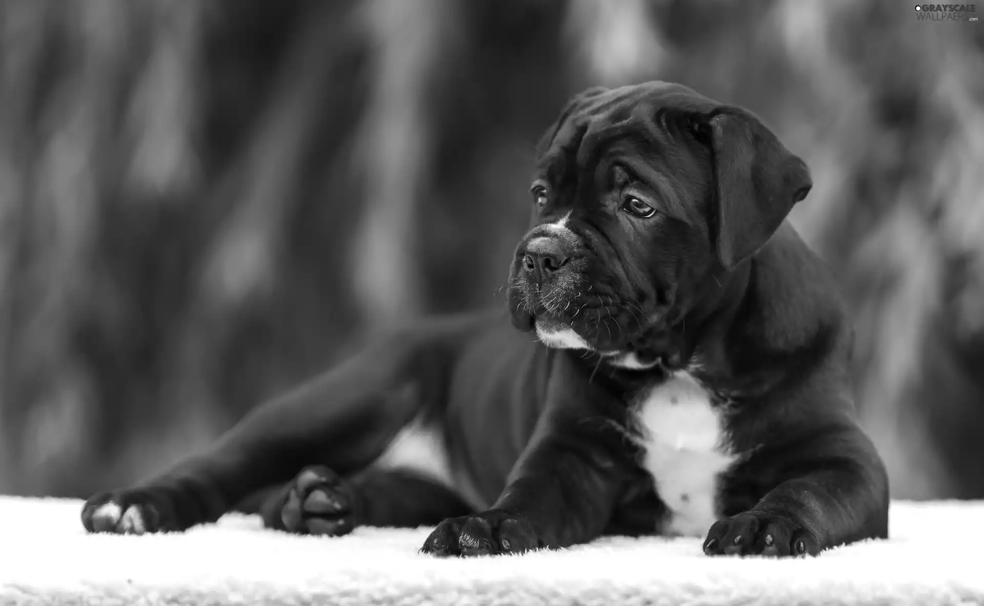 Puppy, Black, dog