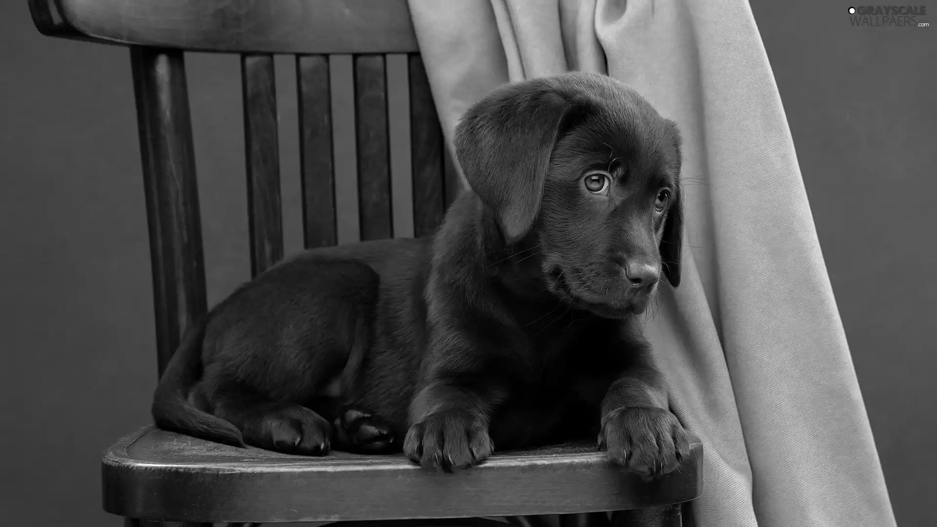dog, Brown, Chair, Puppy