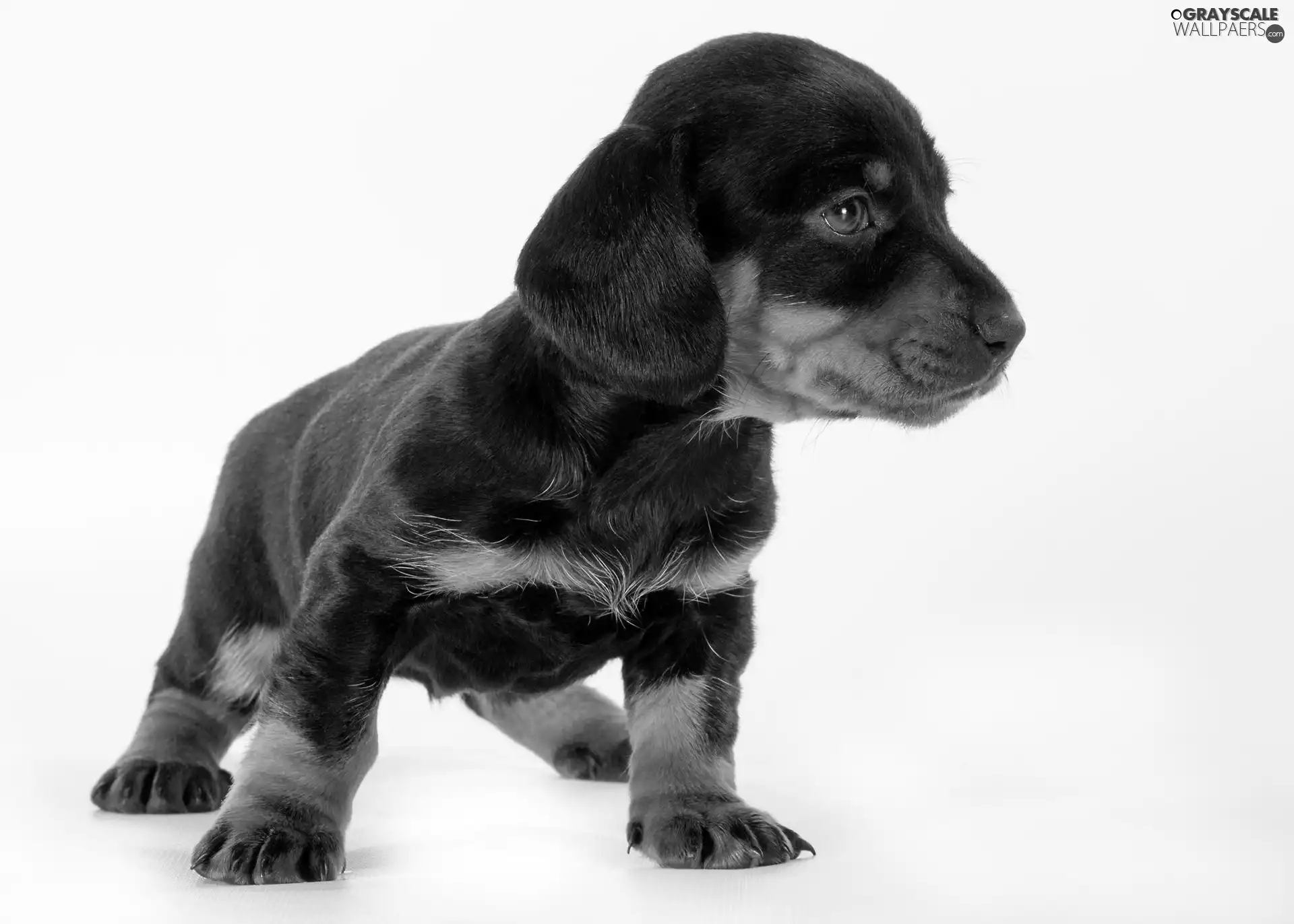 Dachshund Shorthair, dog, Puppy