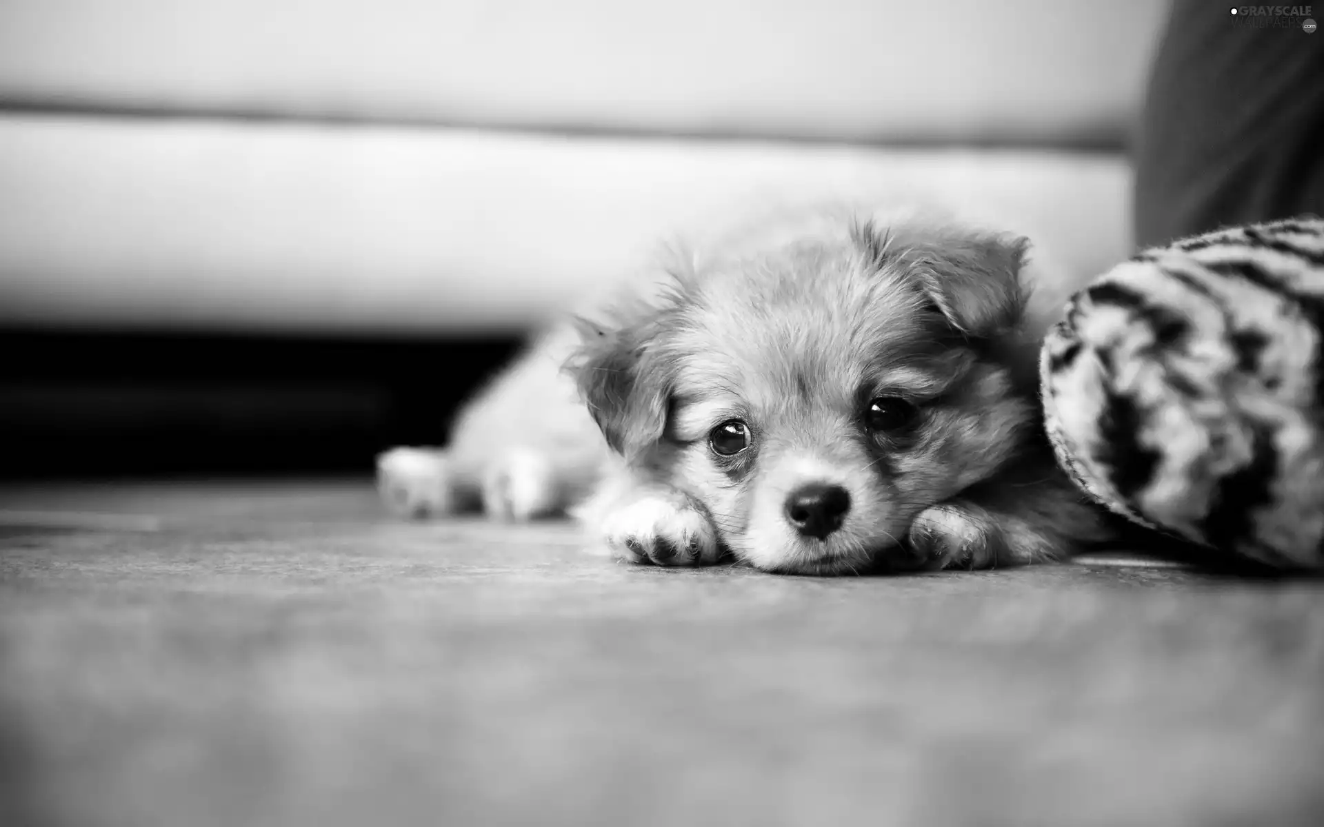 Puppy, ginger, doggy
