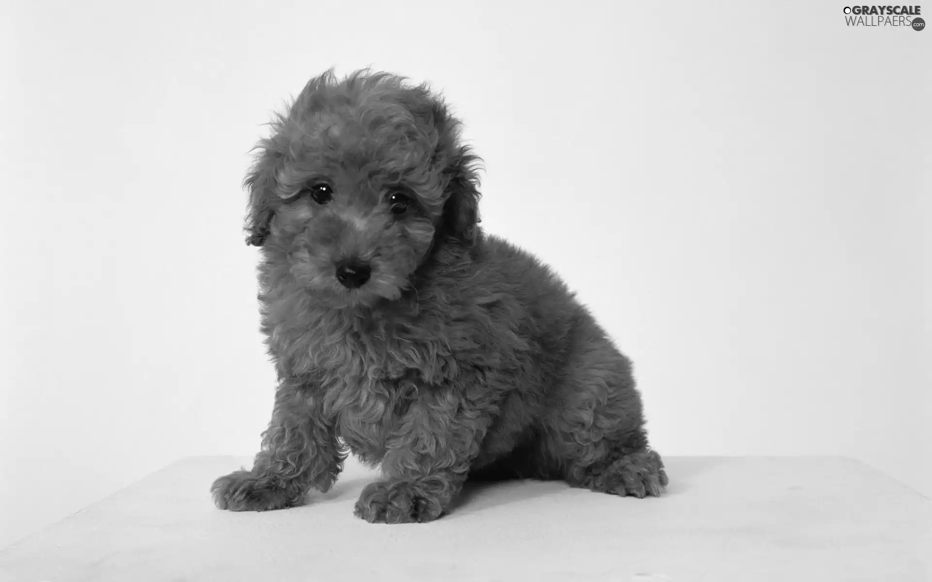 Puppy, ginger, doggy