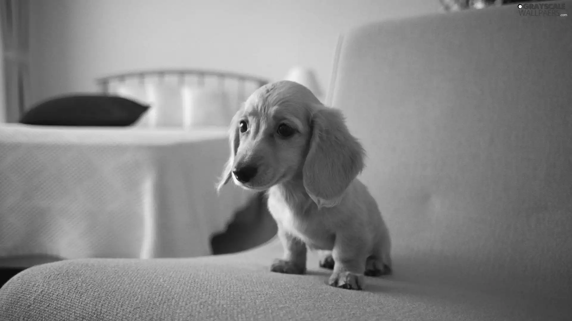 honeyed, Puppy, dachshund, doggy