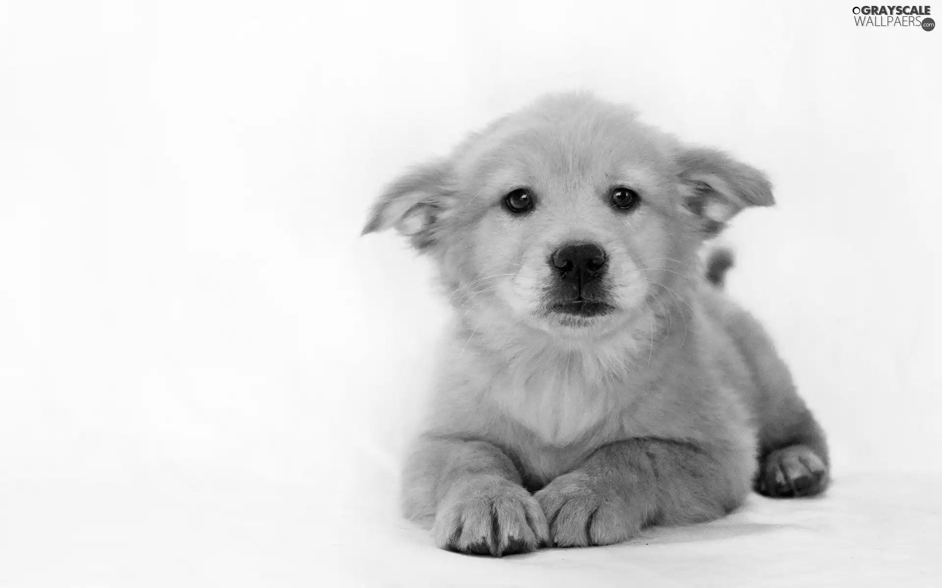 doggy, Puppy