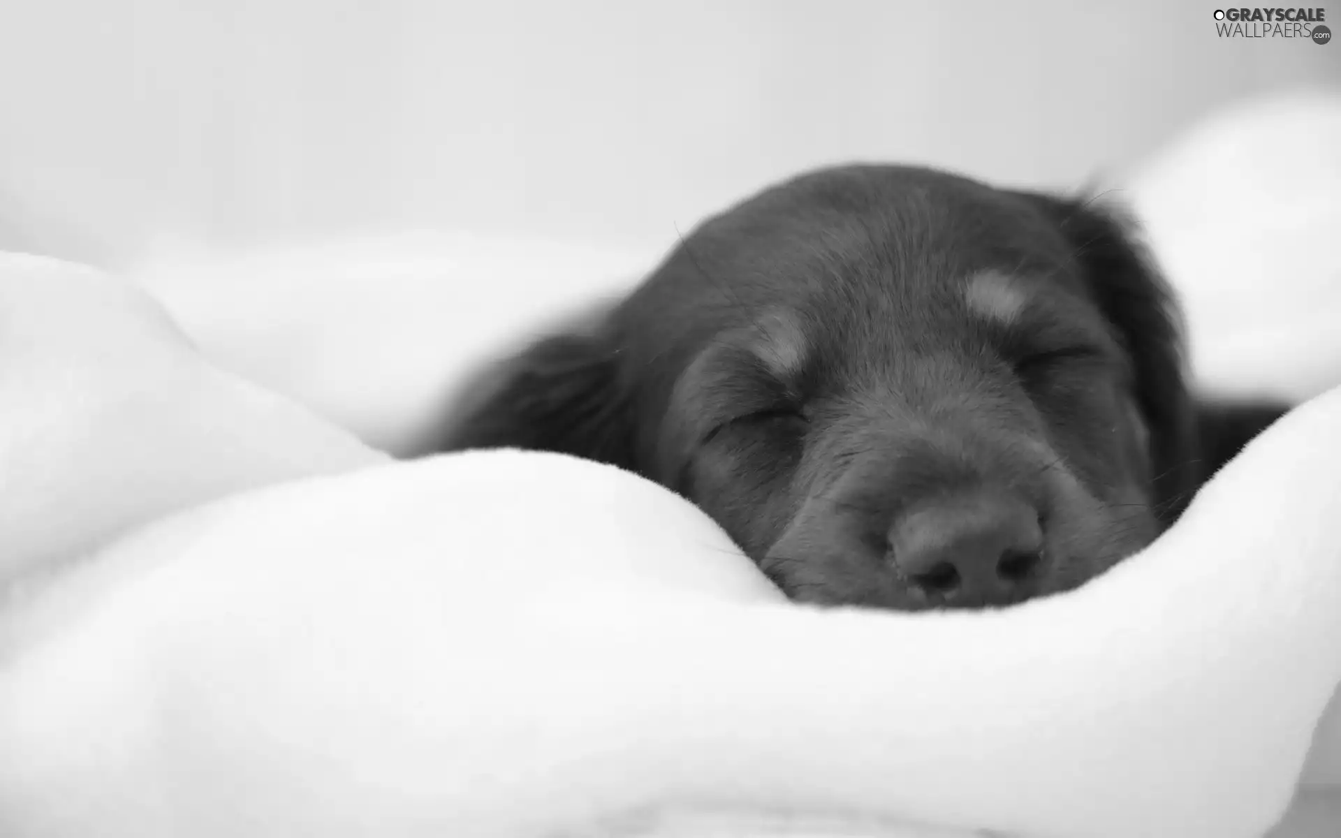 sleepy, Puppy Backgrounds on Facebook