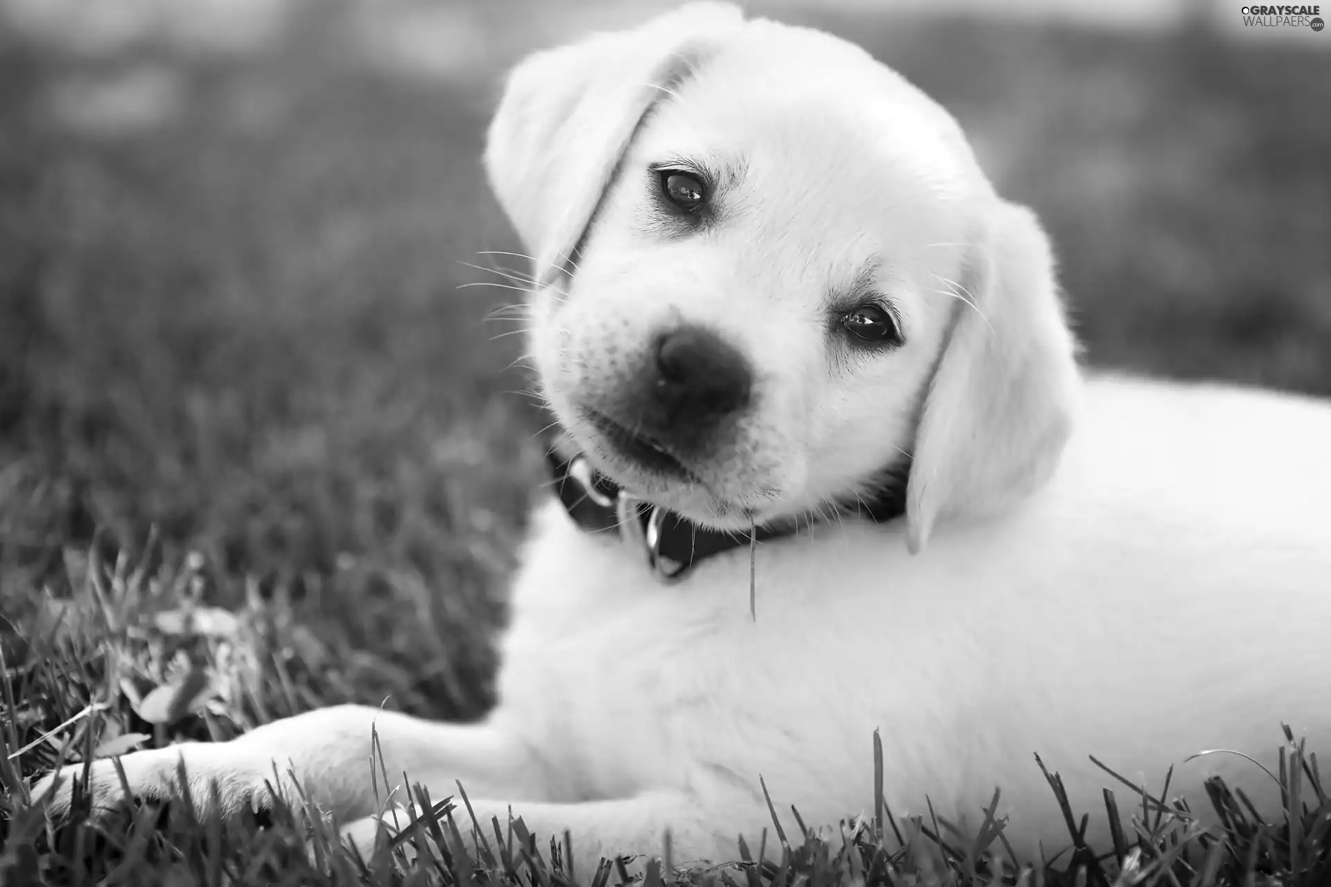 dog-collar, grass, Puppy, Labrador Retriever, White