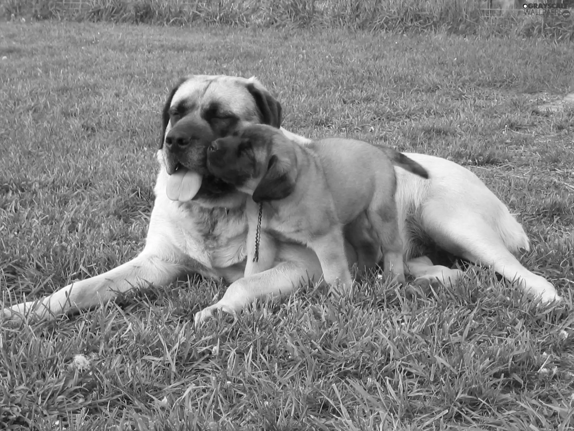 English mastiff, bitch, Puppy