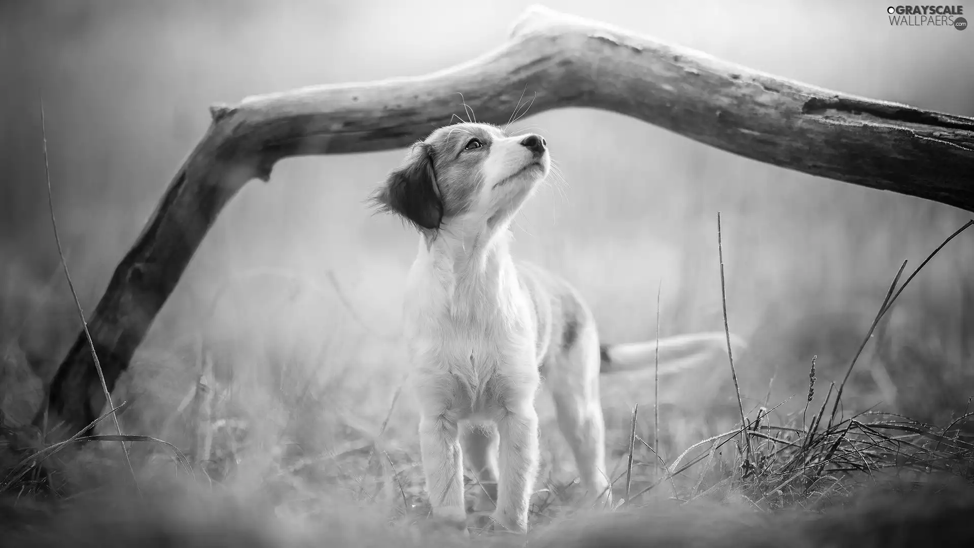 Alpine Dutch, dog, fuzzy, Plants, Lod on the beach, Puppy