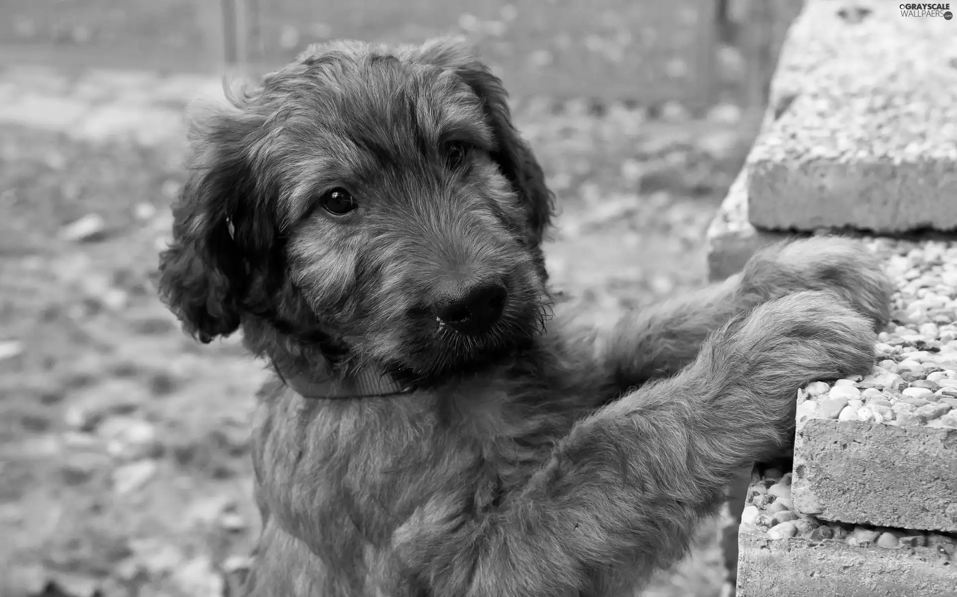 Irish Terrier, peeping, Puppy