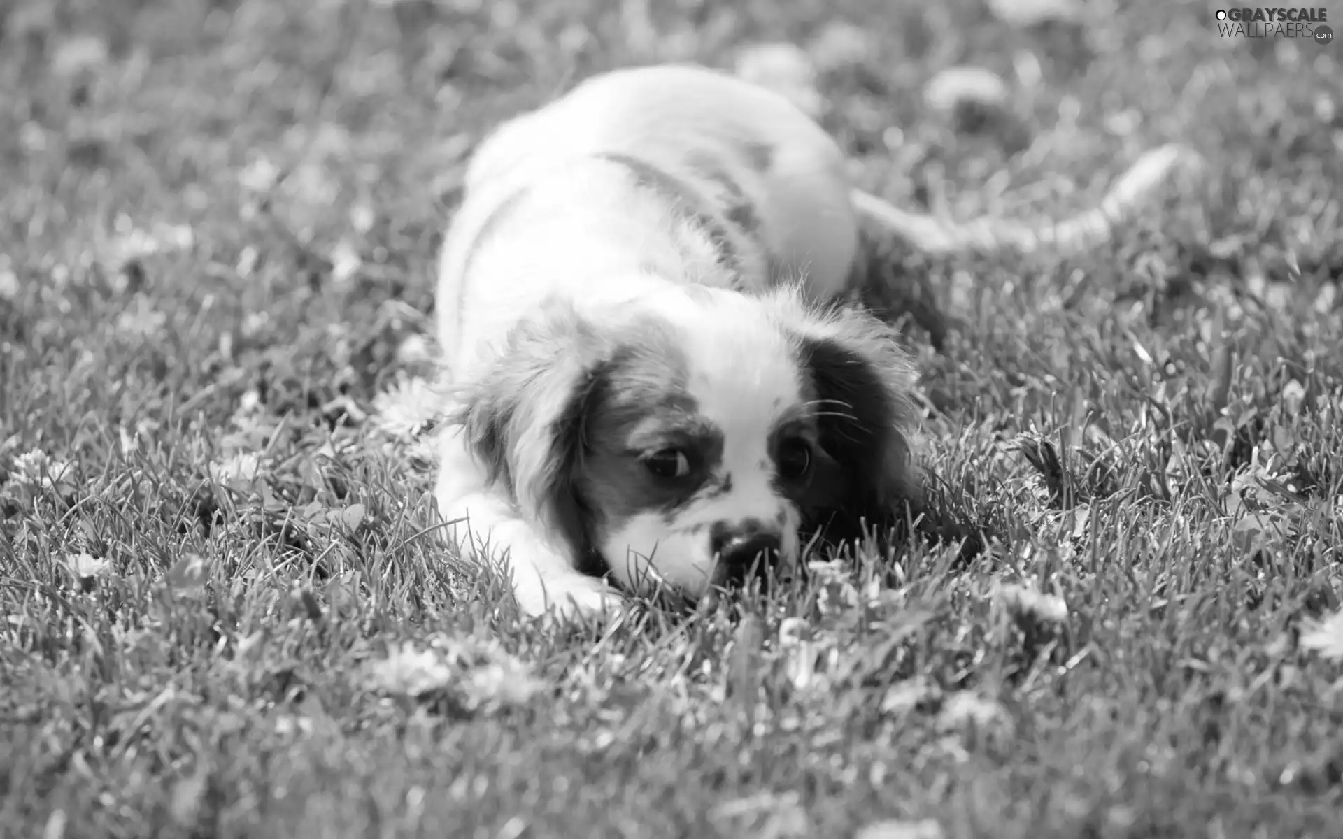 pinto, Puppy