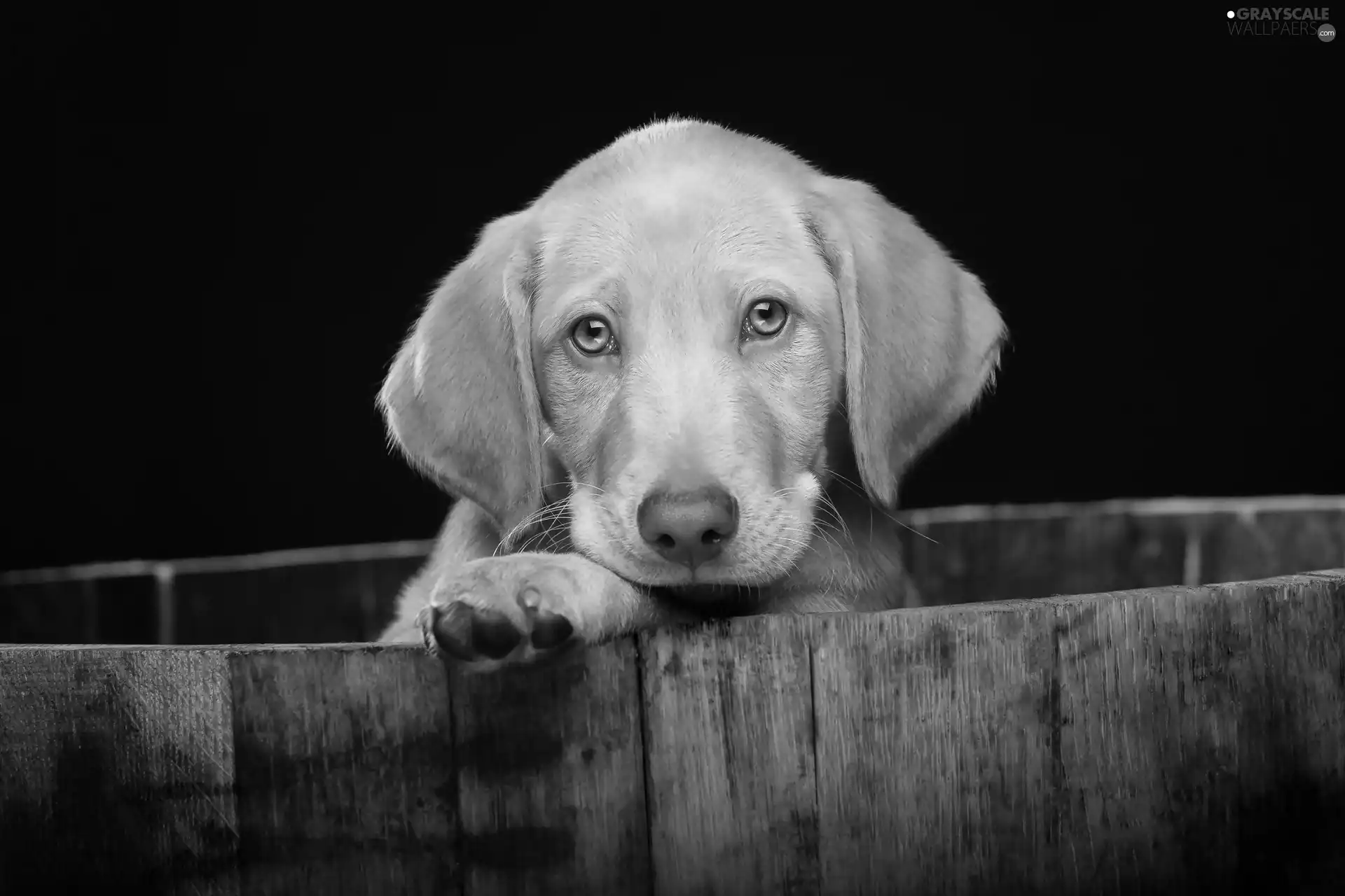 Puppy, dog, sad
