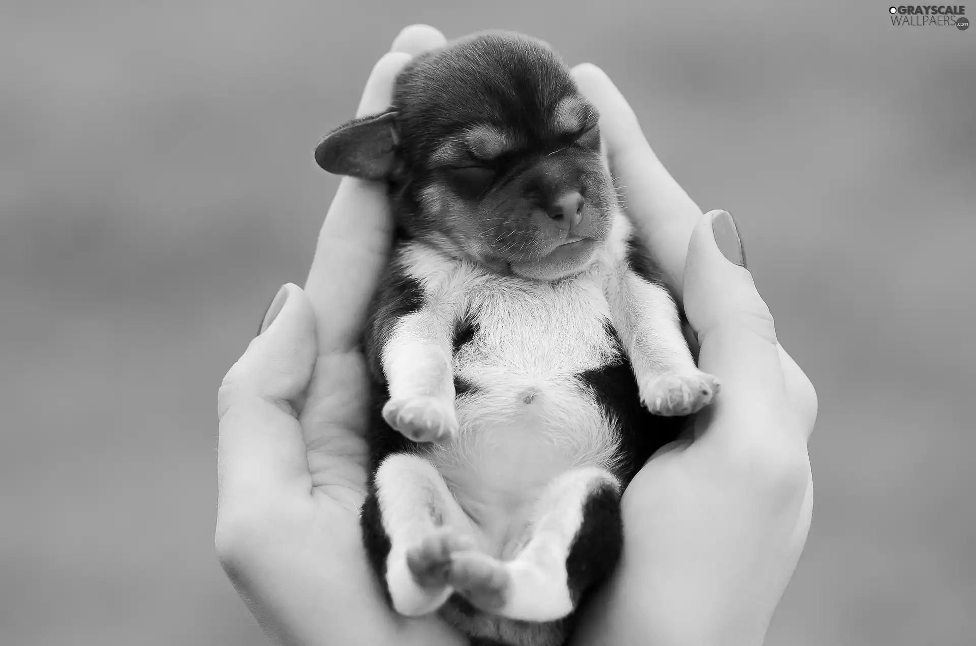 Puppy, hands, small