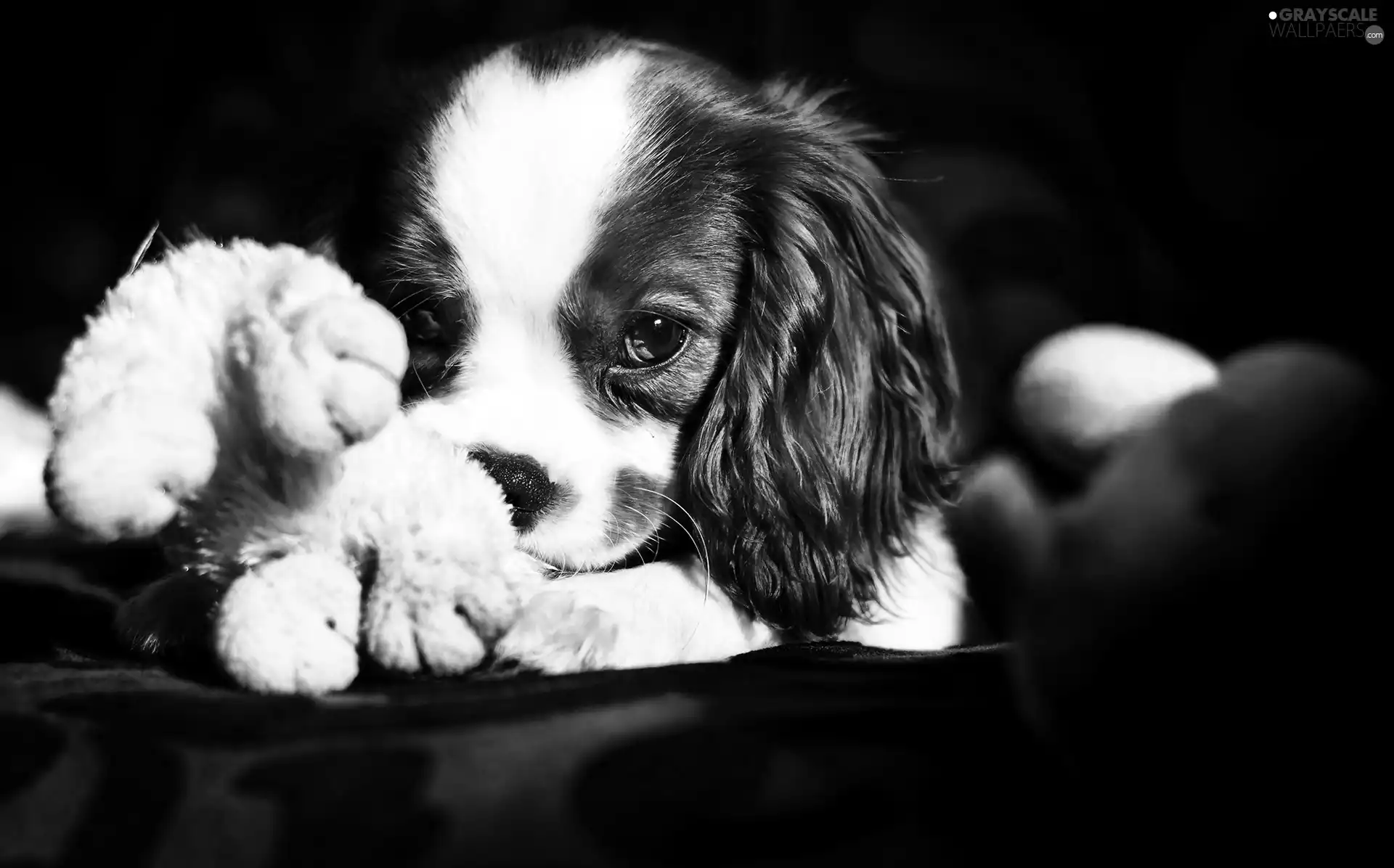 King Charles Spaniel, doggy, Puppy