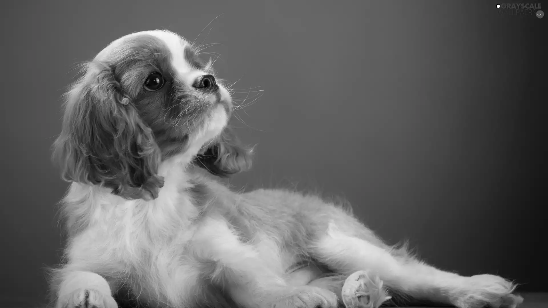 Cavalier King Charles spaniel, Puppy, Puppy