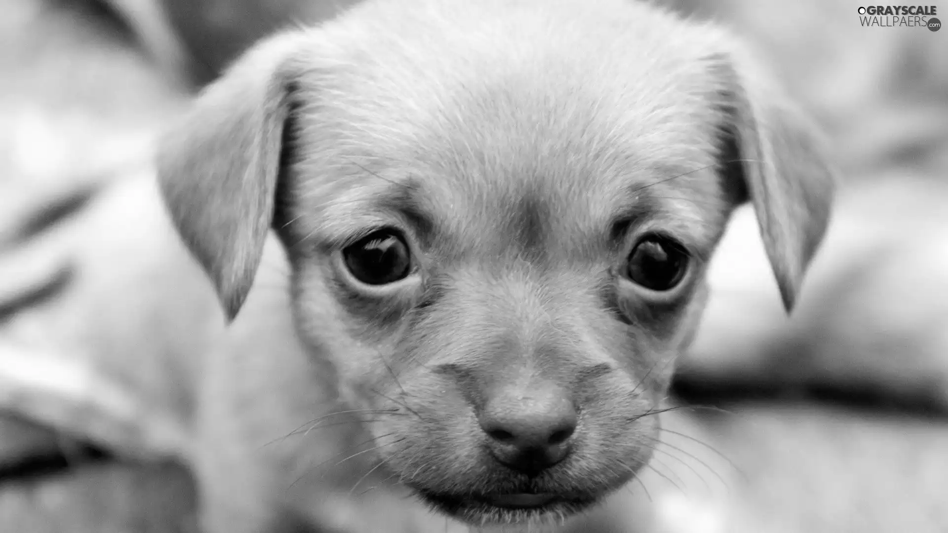 young, Puppy