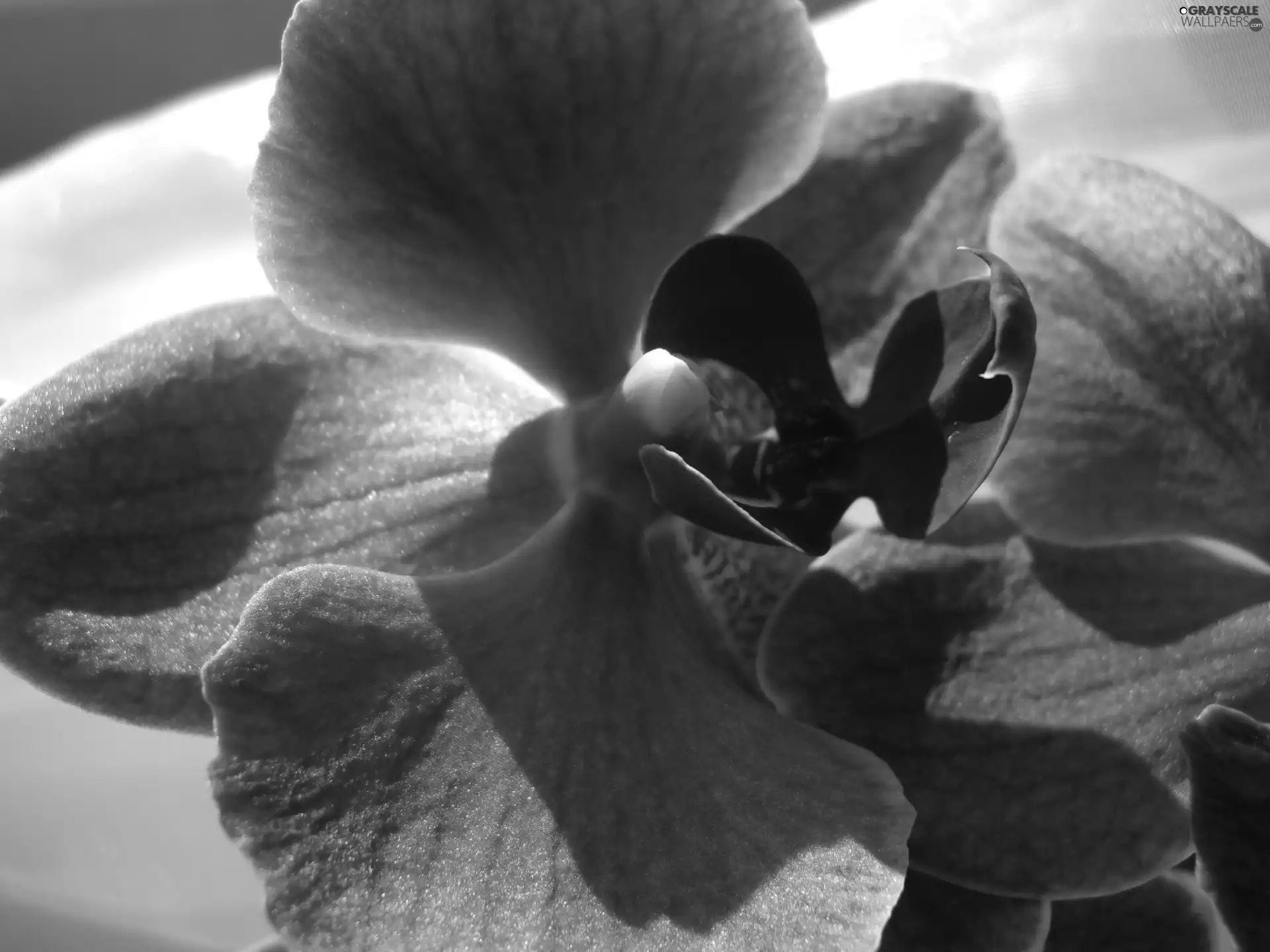 purple, orchid, ##