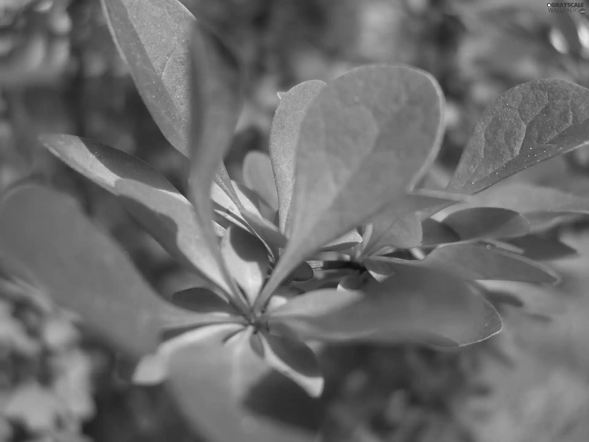 barberry, Leaf, Purple, Bush