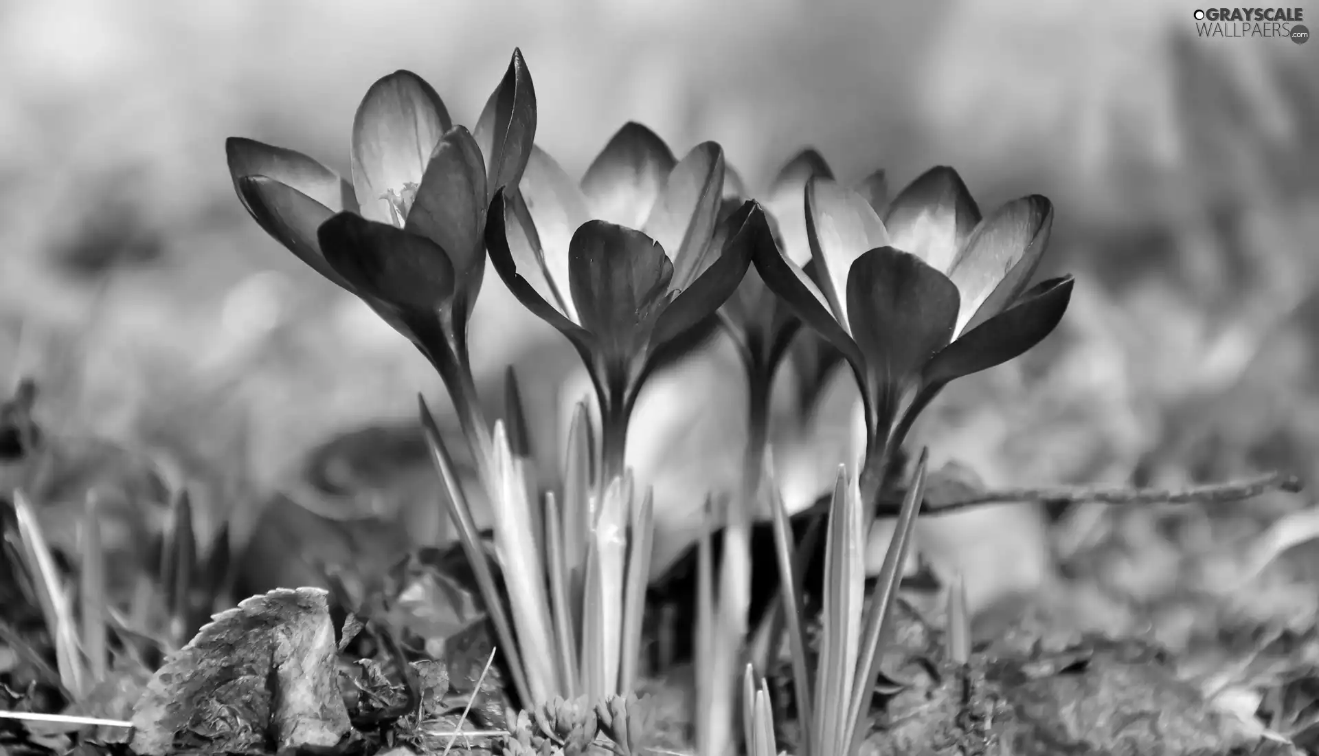 crocuses, Flowers, cluster, purple