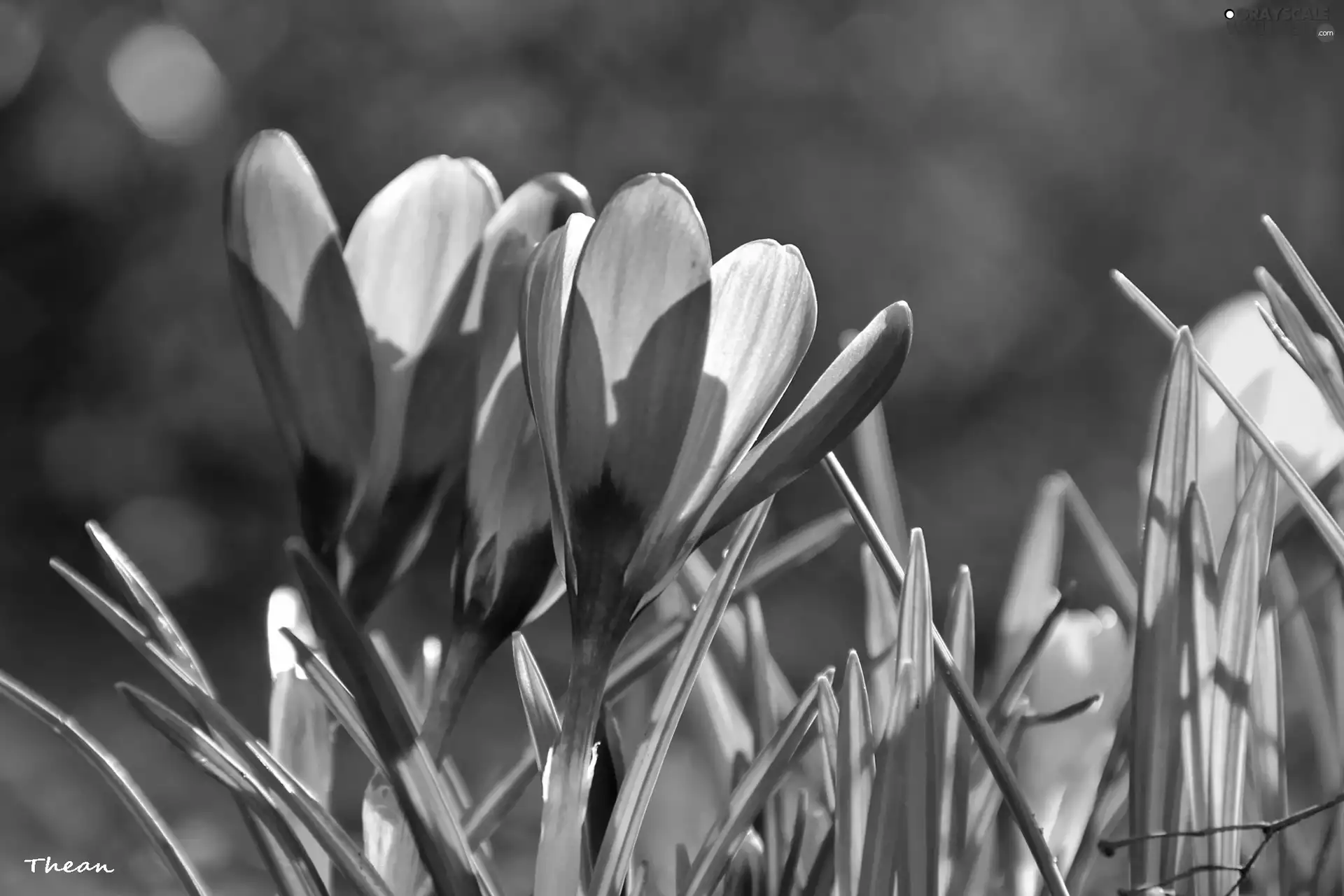 crocuses, purple