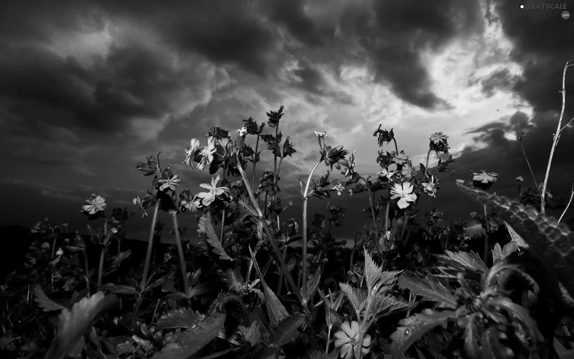 Purple, Flowers, west, sun, clouds