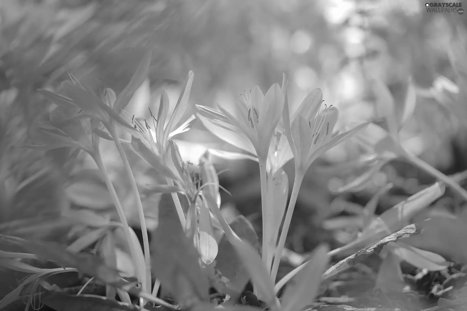 purple, colchicums, Flowers