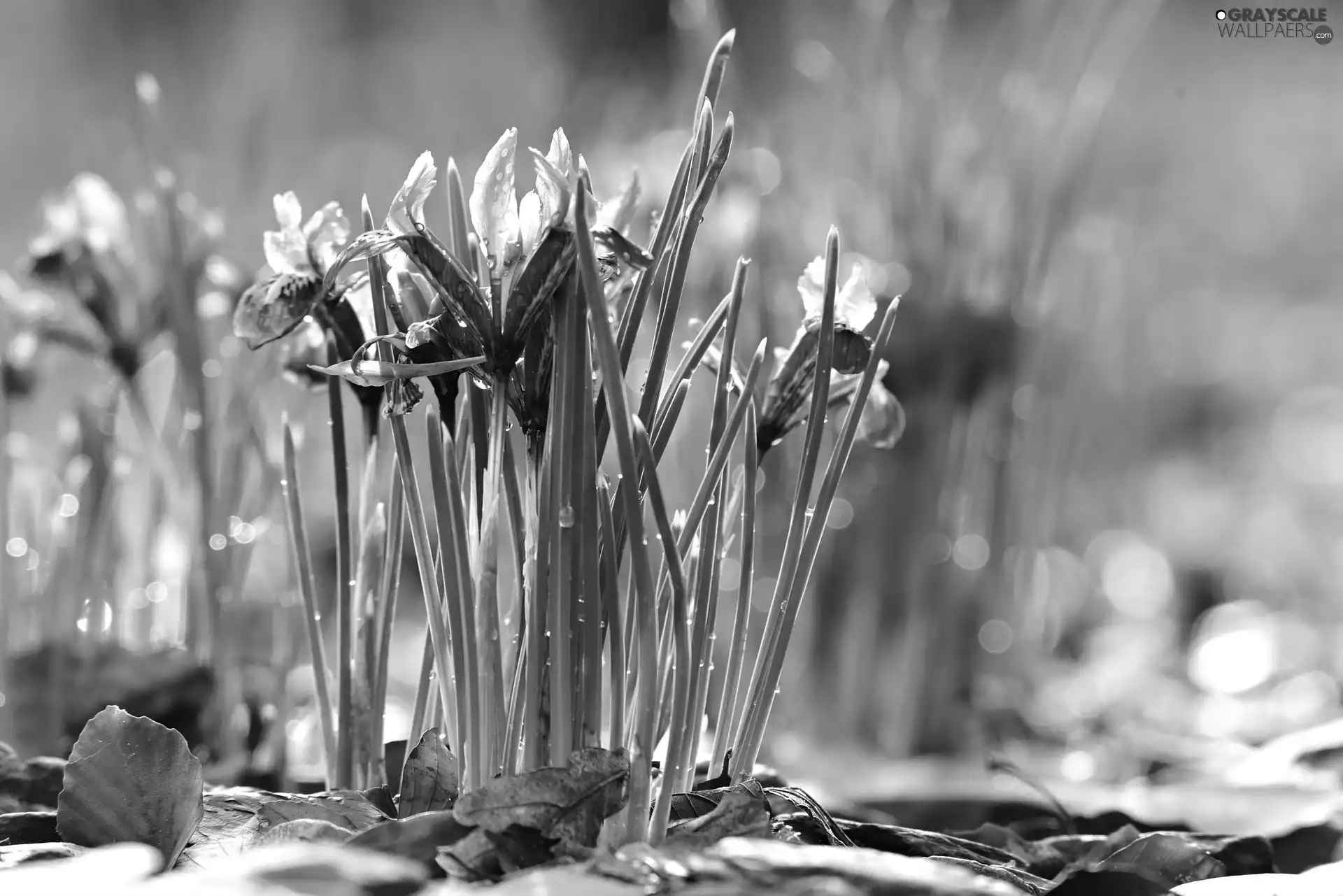 Flowers, Irises, drops, purple