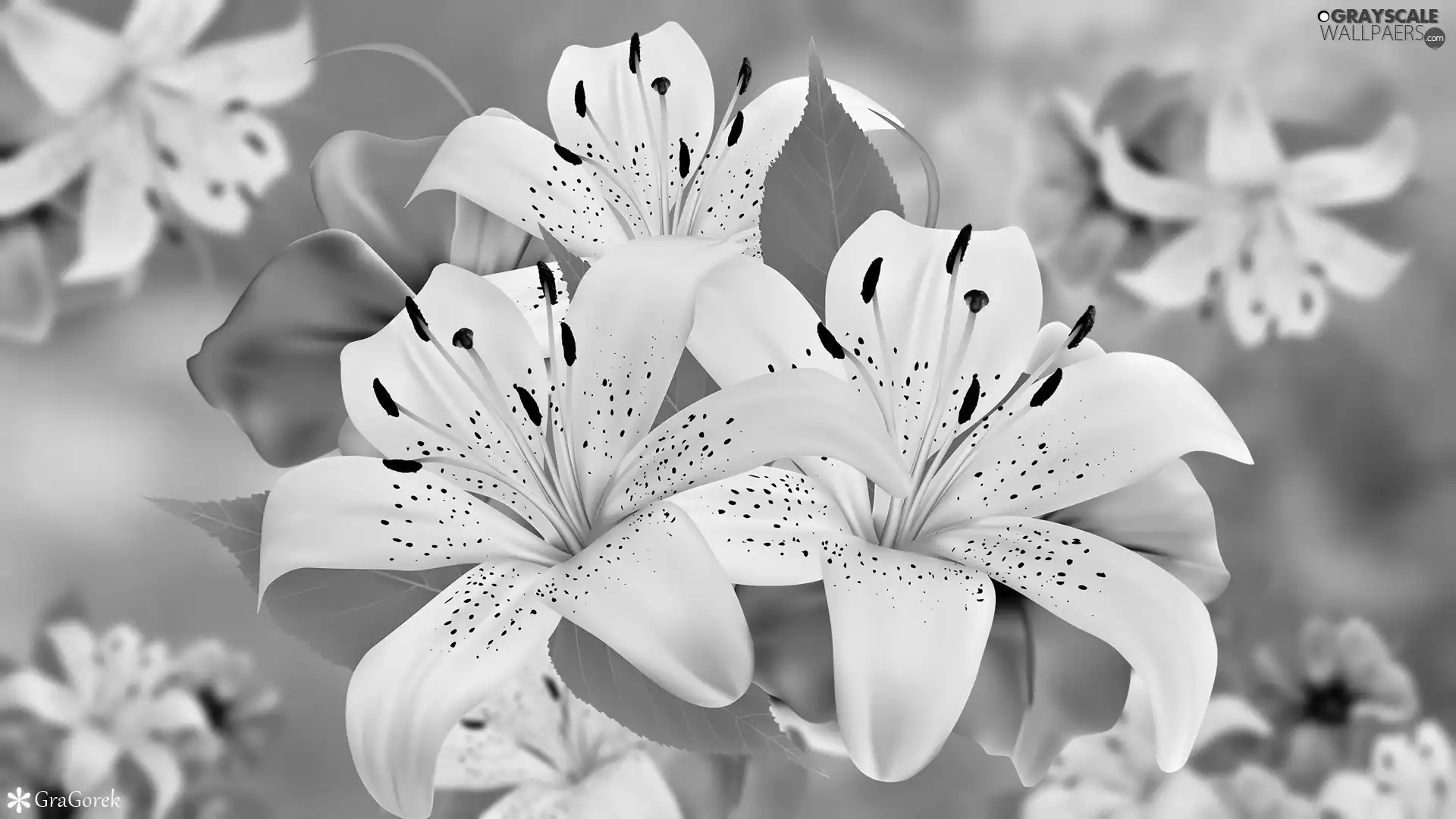 Flowers, lilies, graphics, purple