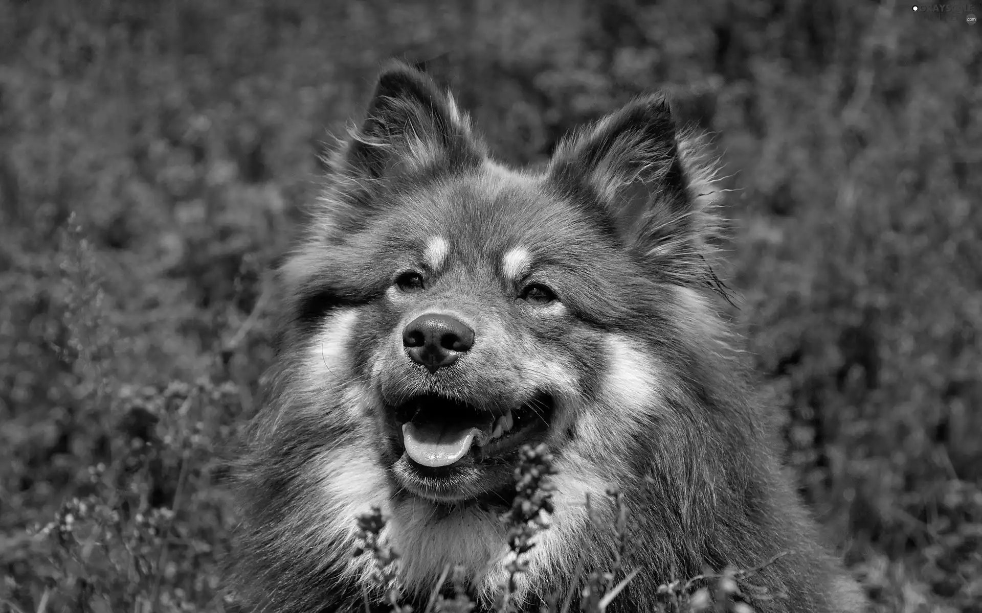 purple, Flowers, ginger, dog, muzzle