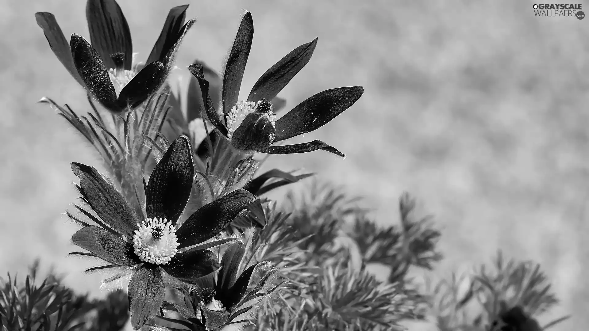 Flowers, bloom, pasque, purple