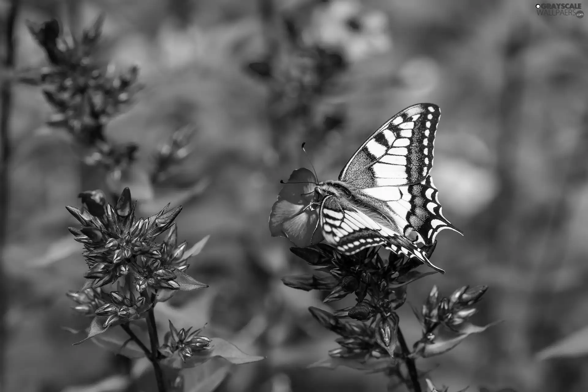 Grayscale butterfly, purple, Flowers, Oct Queen - 2048x1365