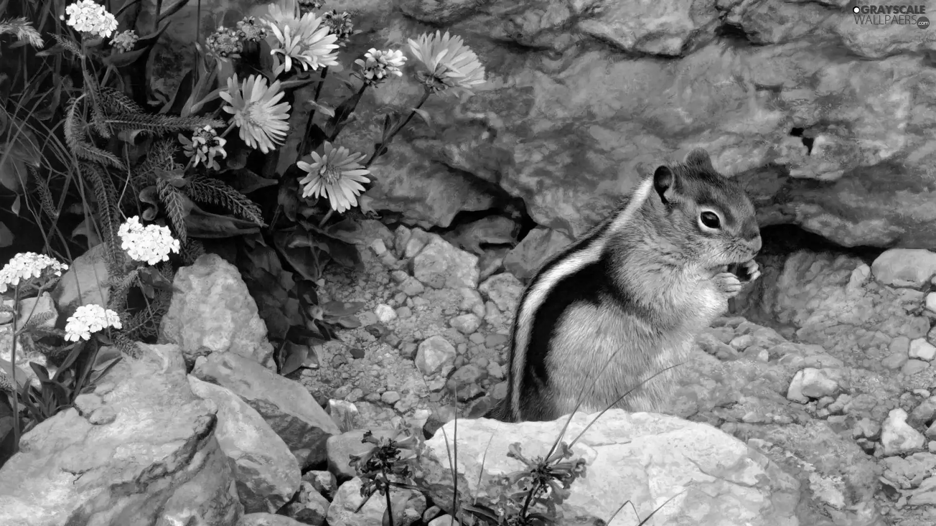 rocks, Chipmunk, purple, Flowers, White, Stones