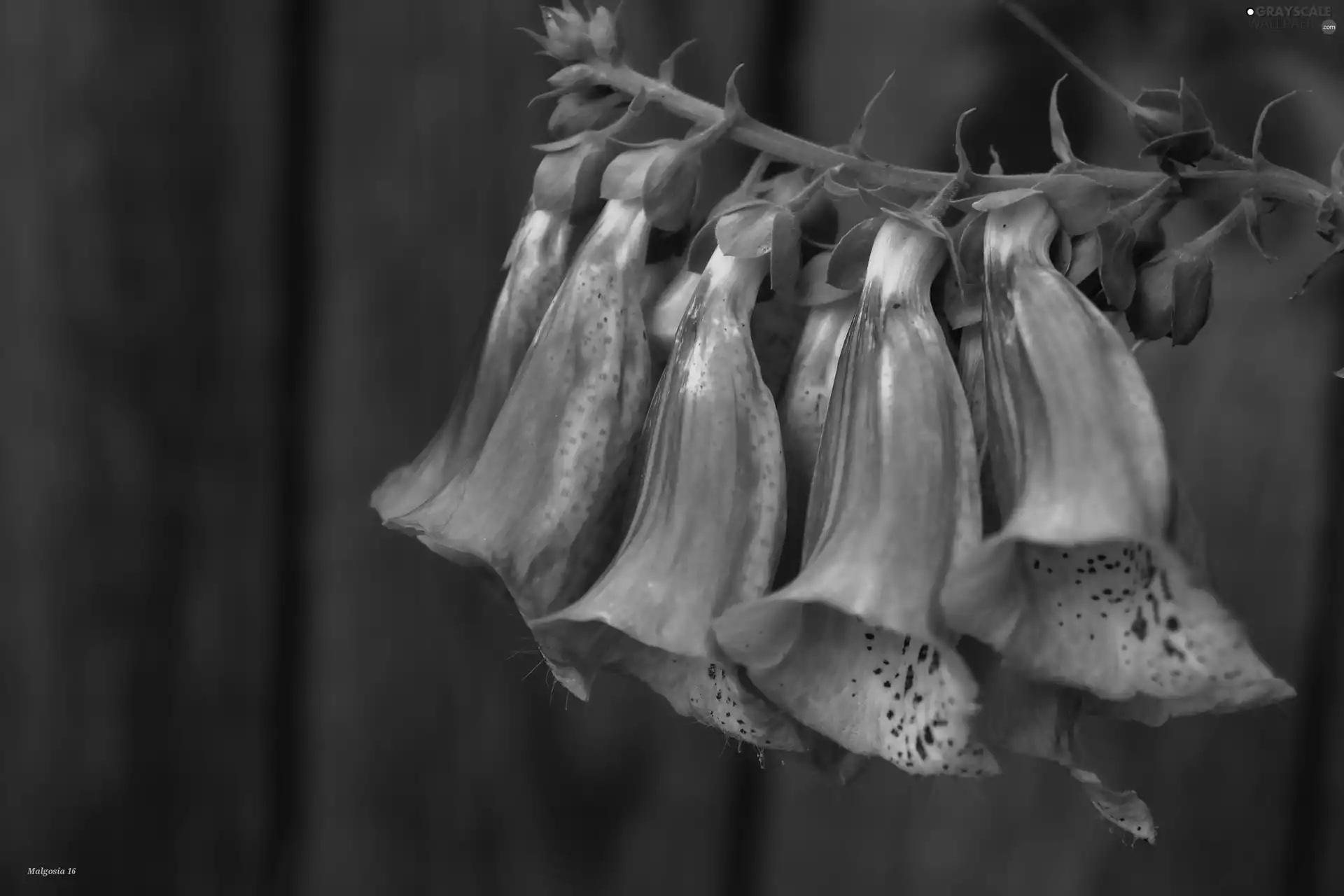 Purple Foxglove