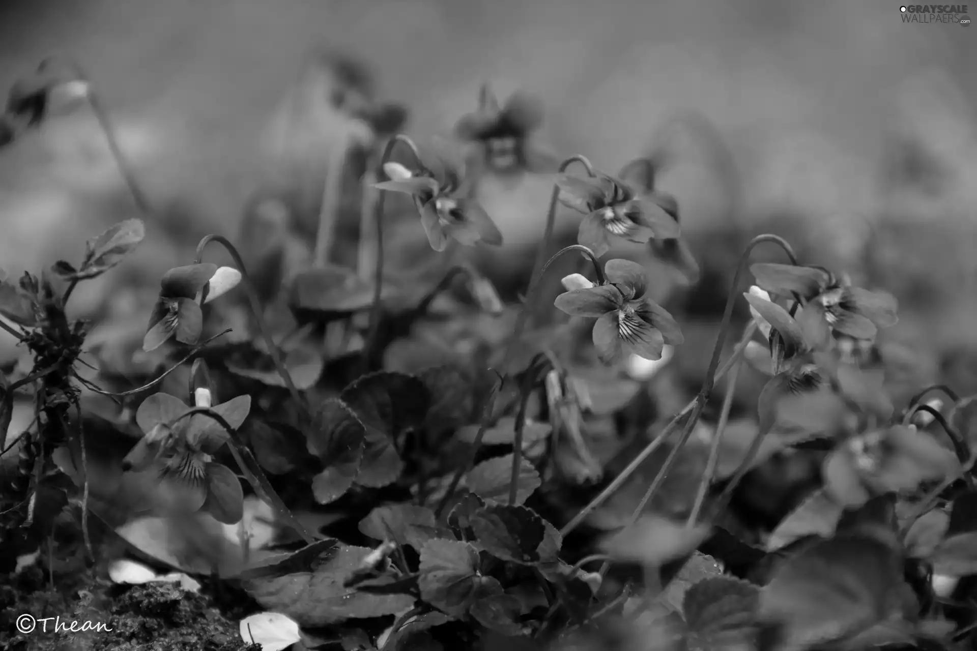 Flowers, fragrant violets, purple