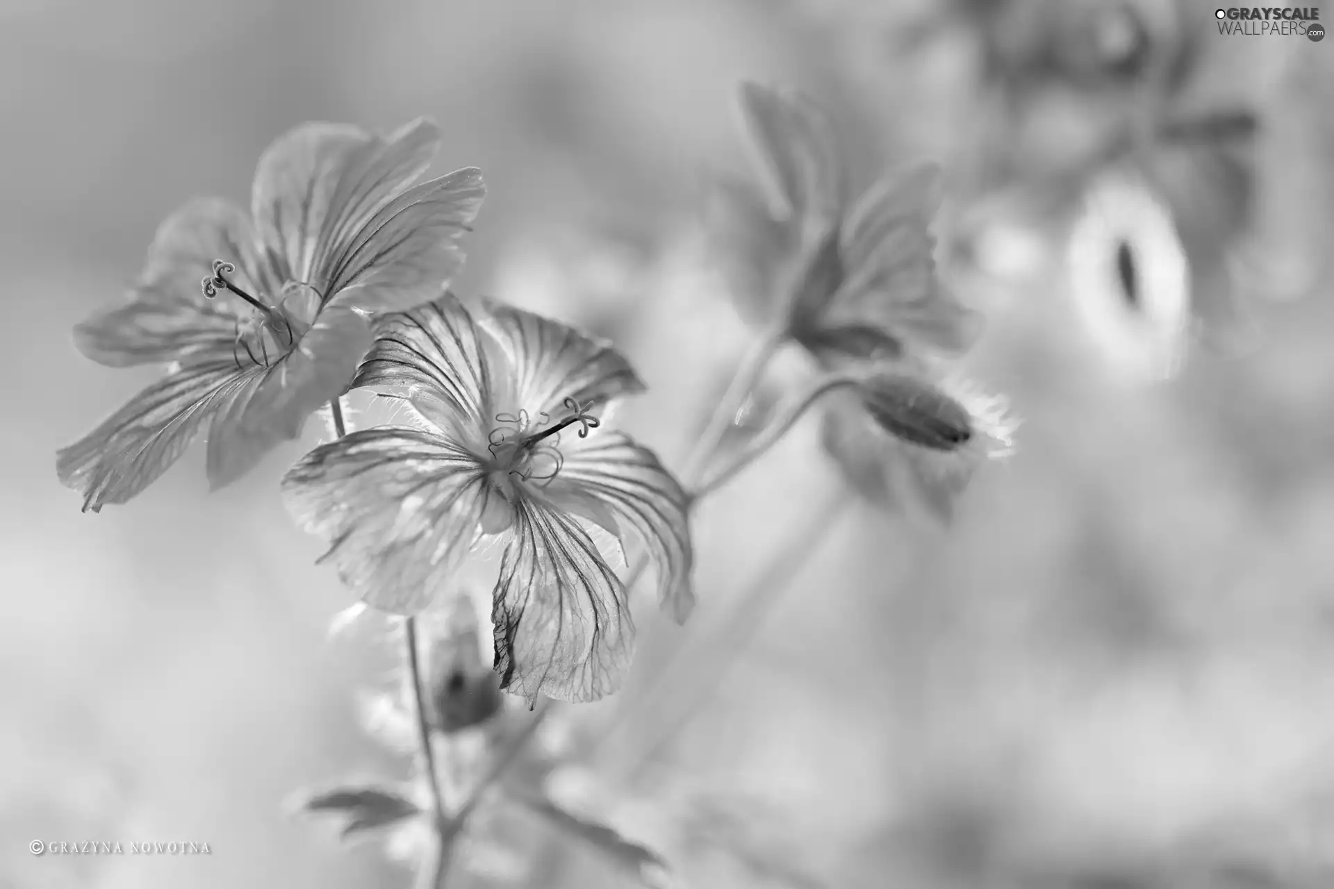 Flowers, Geranium Magnificum, purple