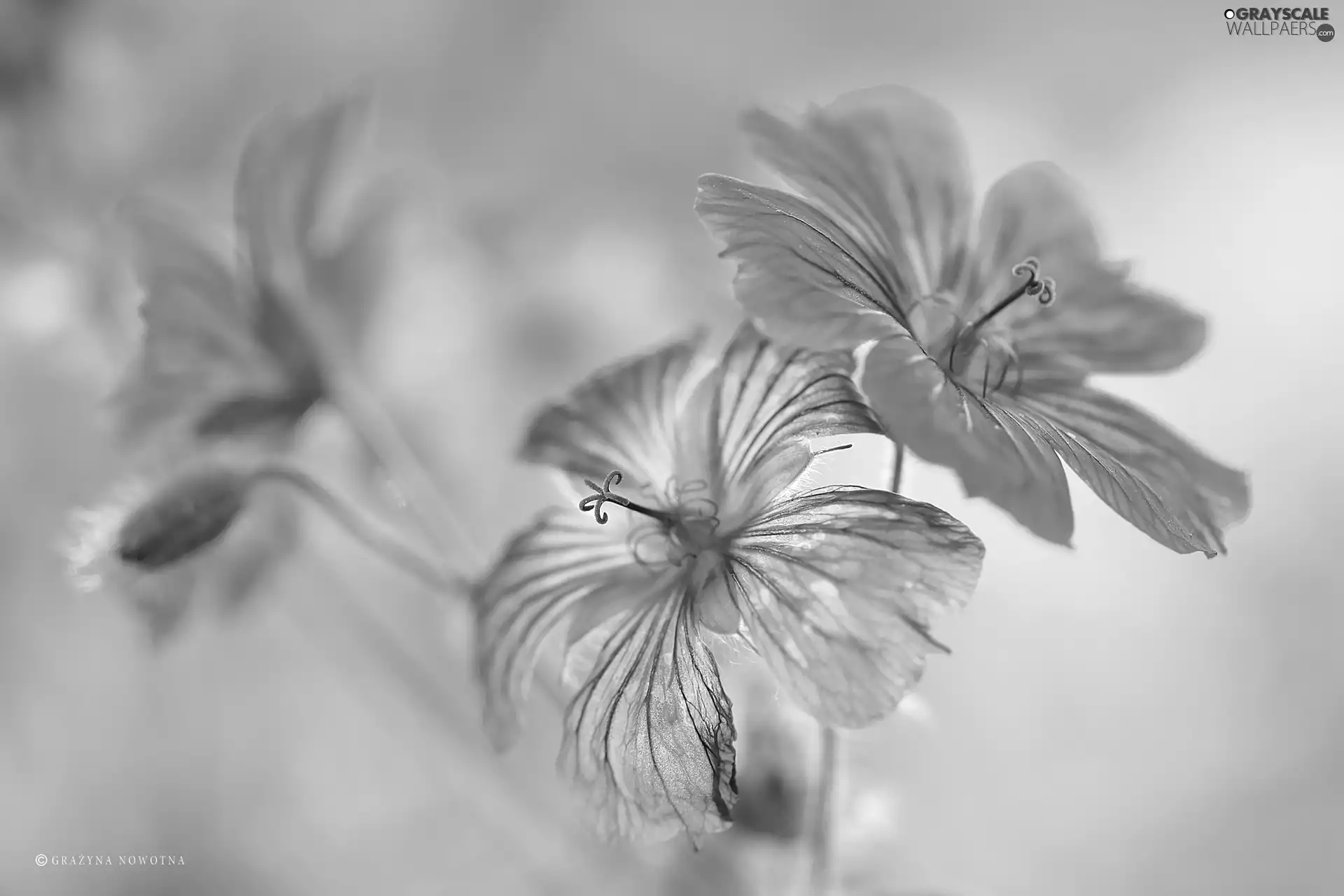 Flowers, Geranium Magnificum, purple