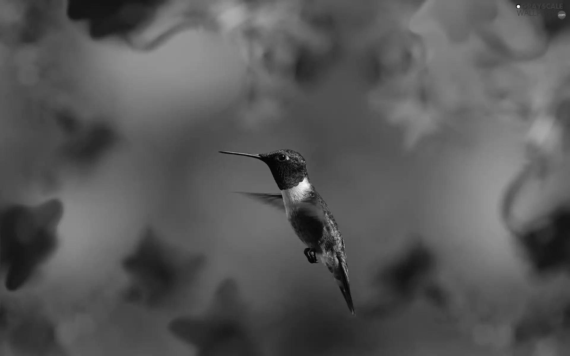 Flowers, humming-bird, purple