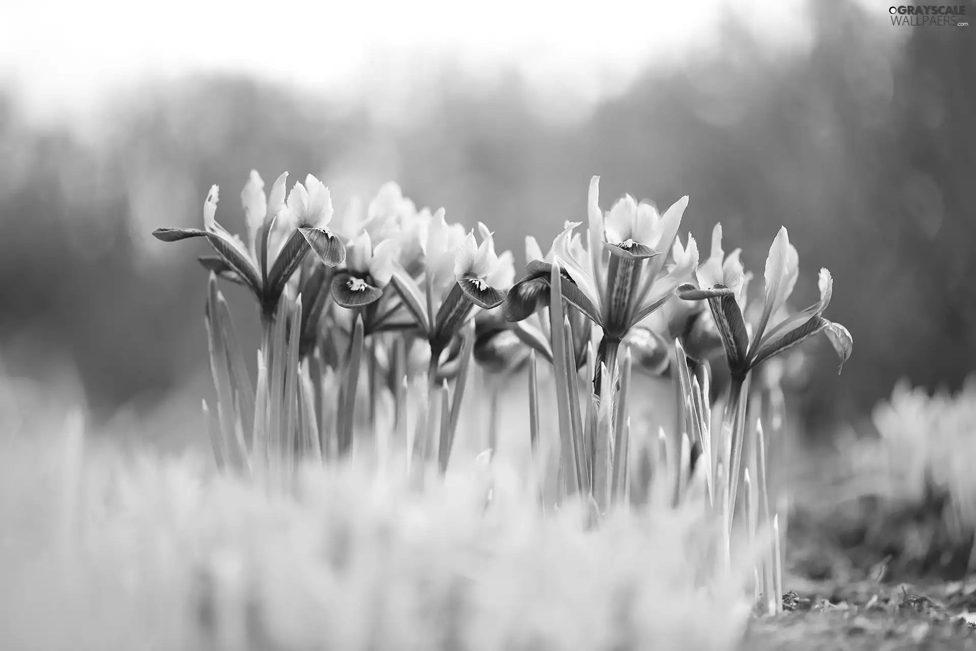 Irises, Flowers, cluster, purple