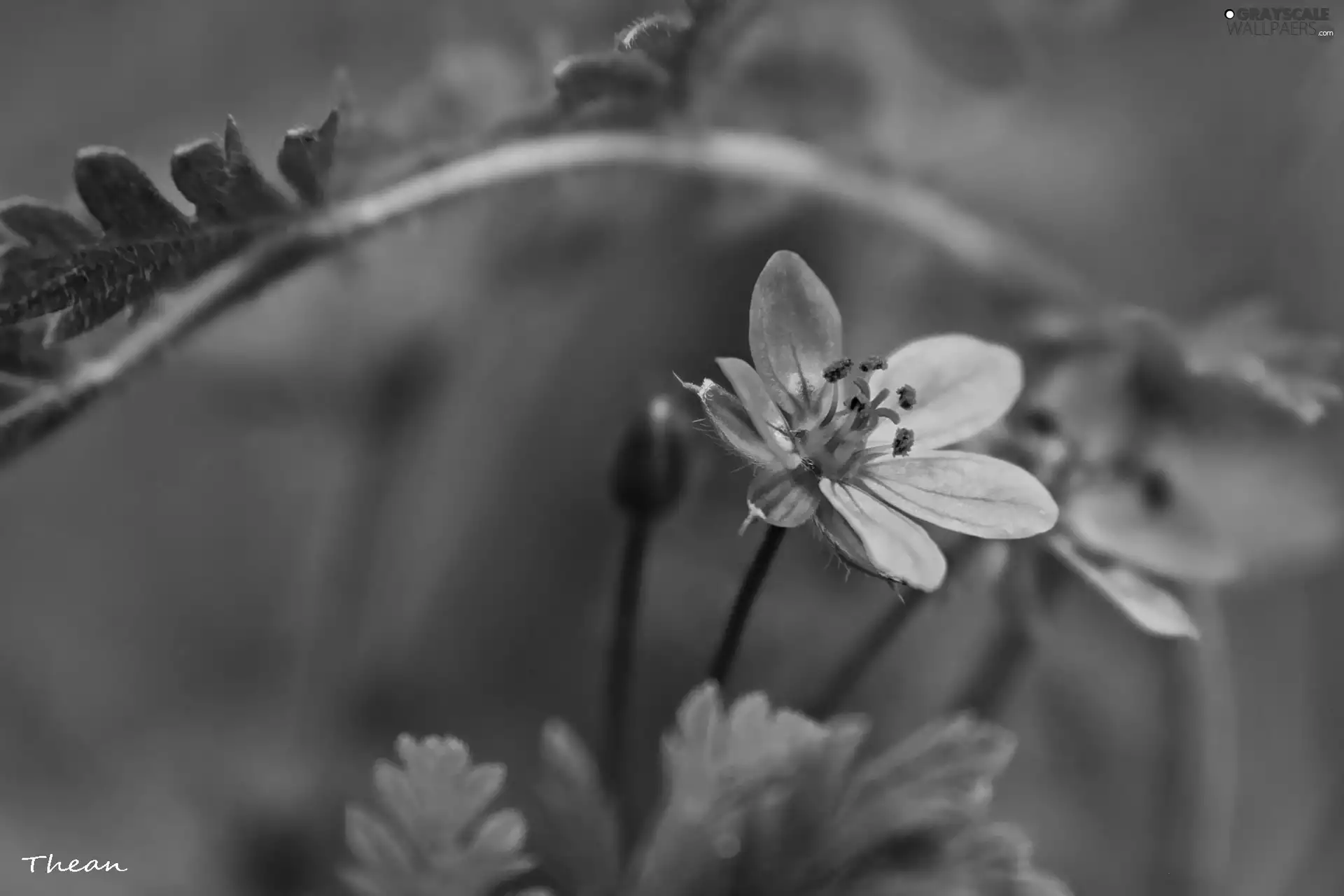 Flowers, little doggies, purple