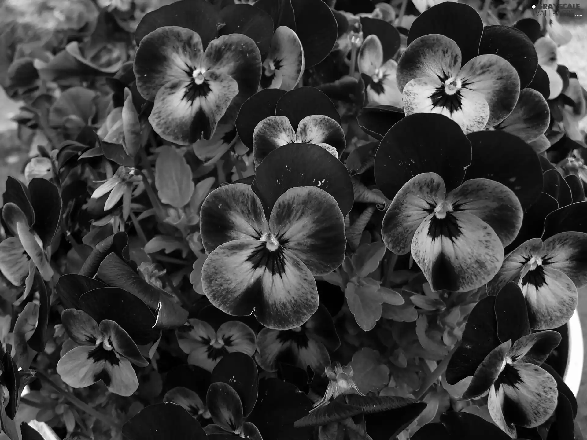 pansies, purple