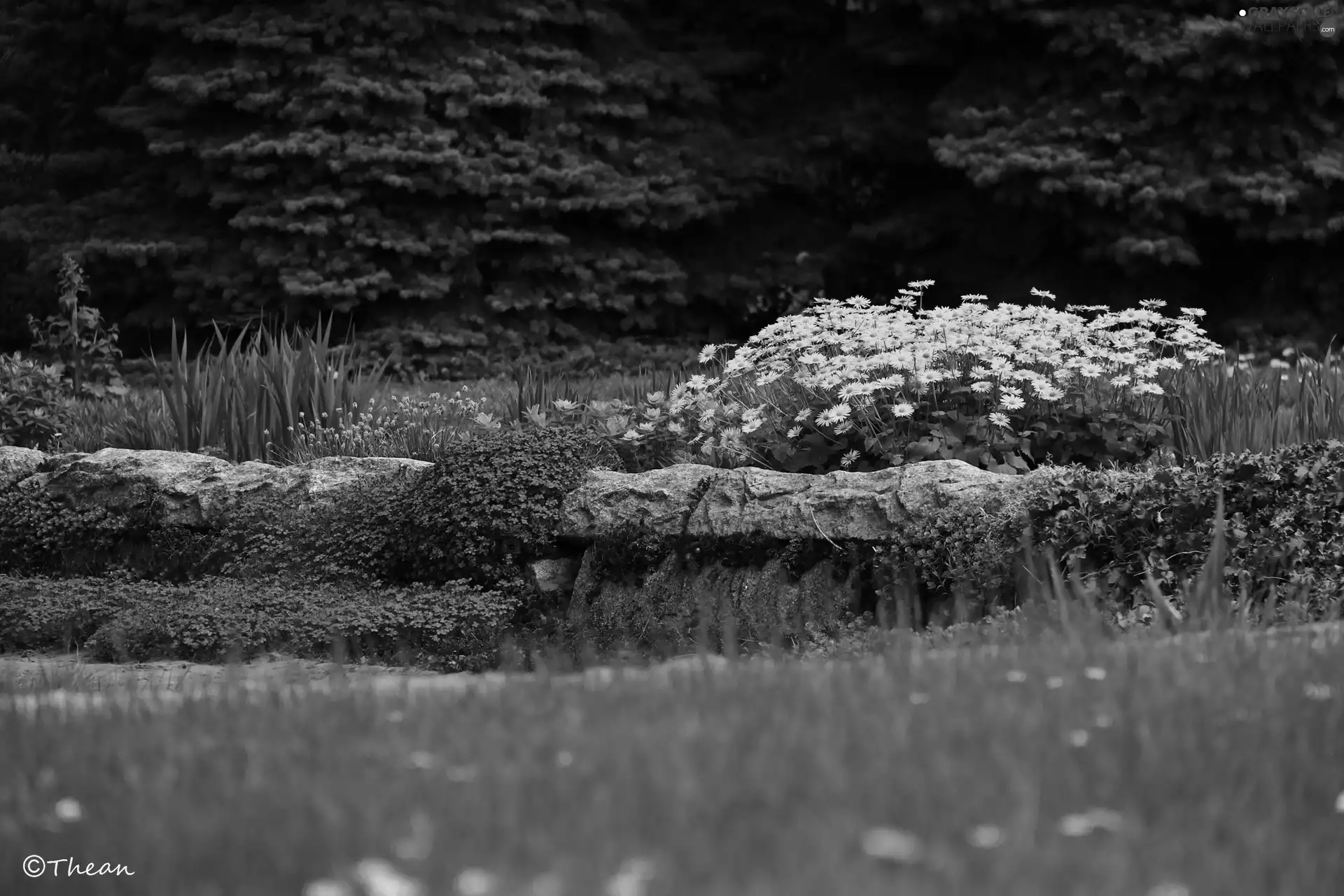 purple, Stones, Flowers, Yellow, Garden