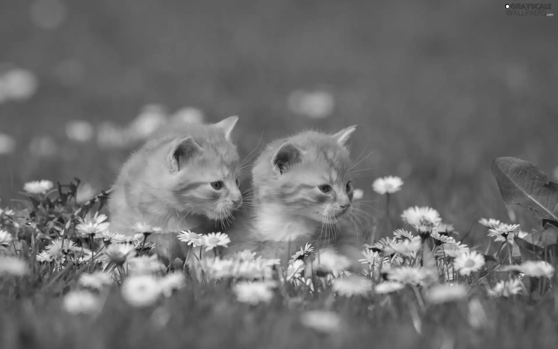 puss, sweet, daisies, Spring, Meadow, little doggies
