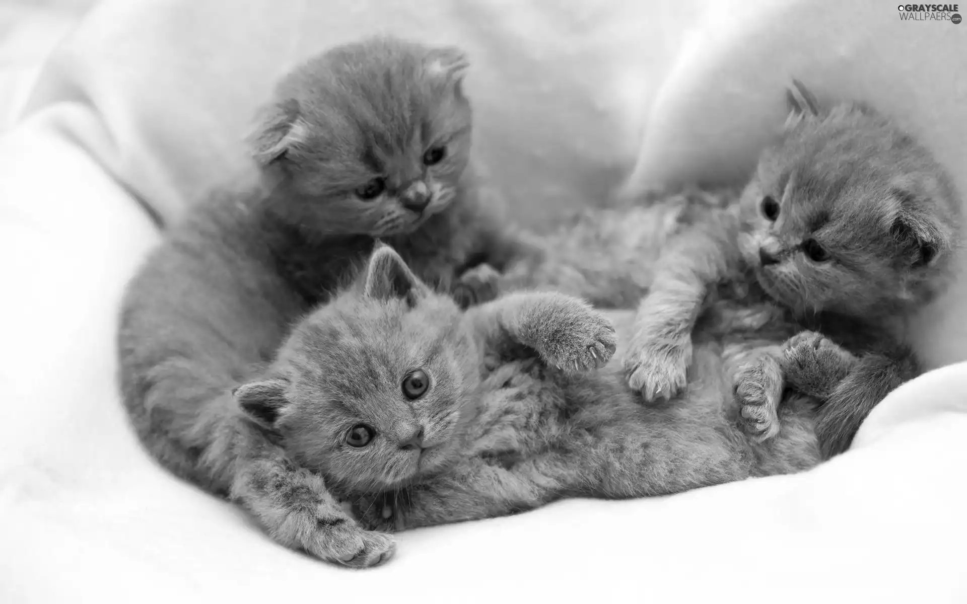 puss, Three, Grey