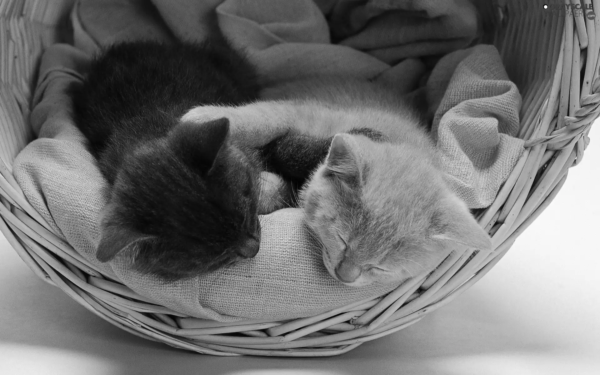 basket, Sleeping, puss, Two cars