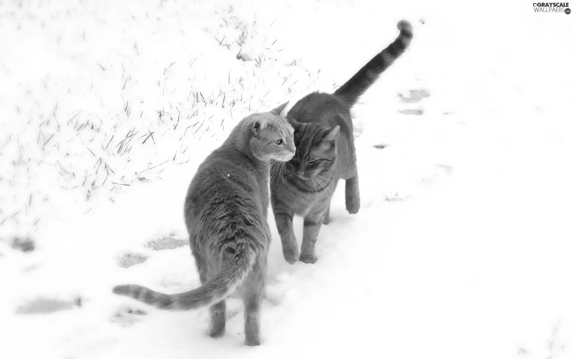 winter, red head, puss, Two cars