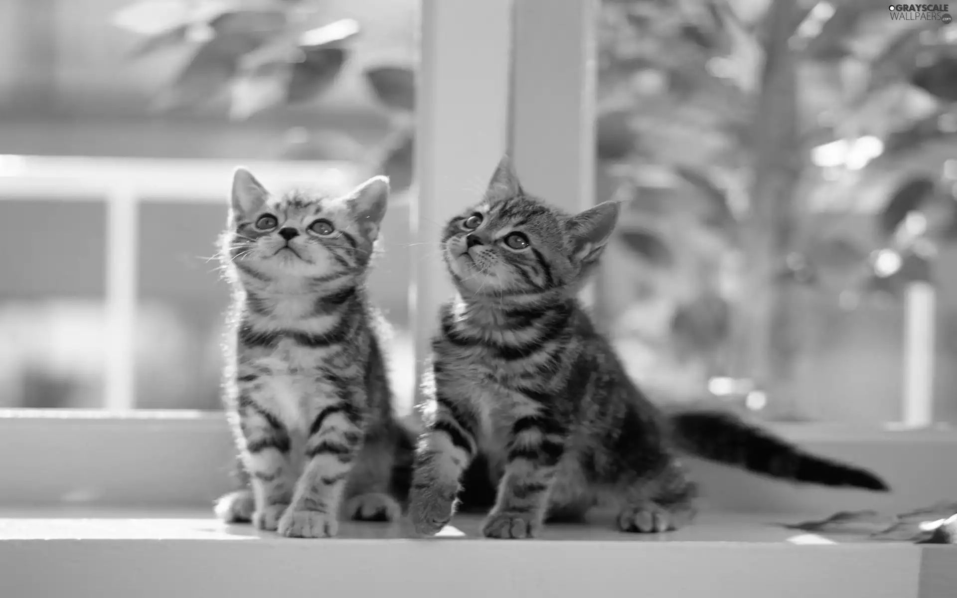 parapet, Two cars, puss