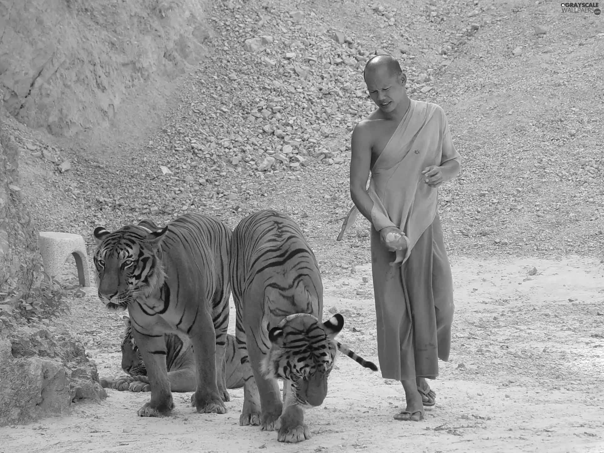 quarry, tigress, monk