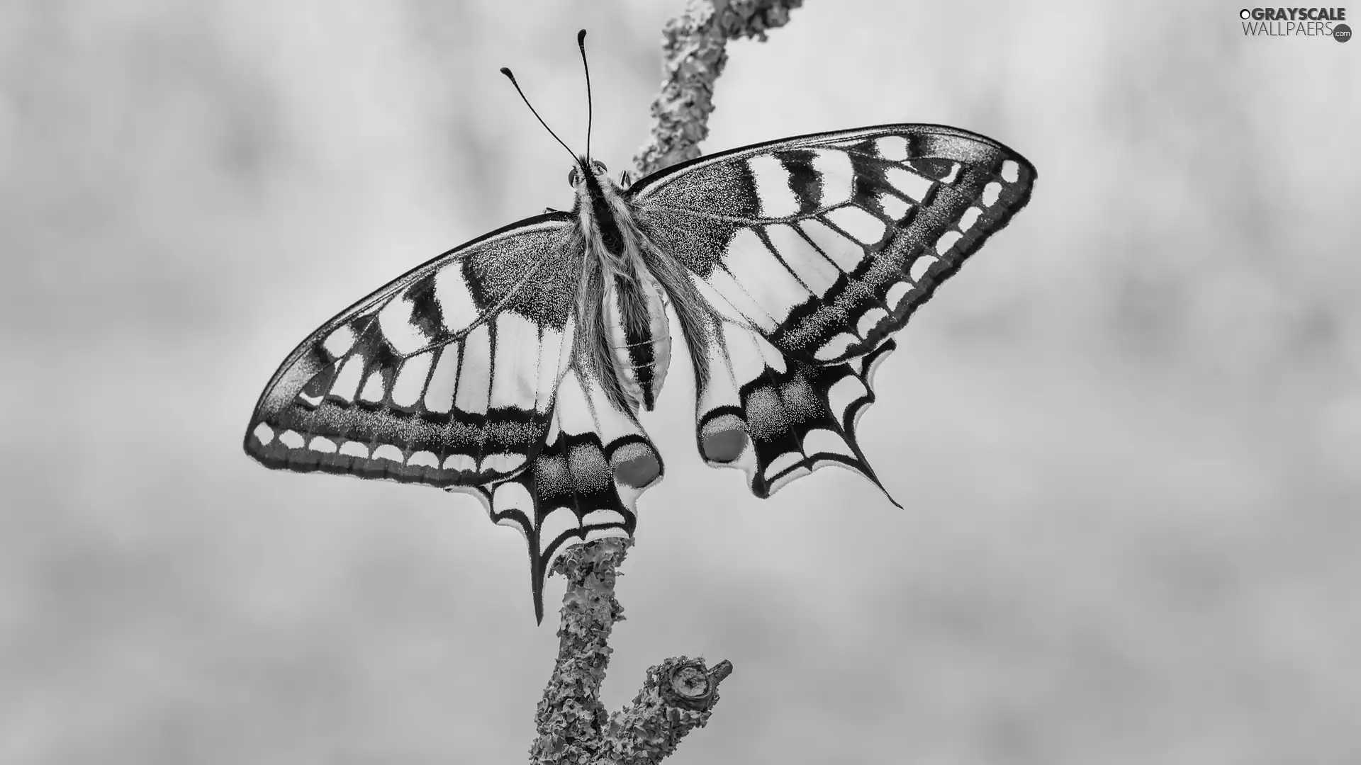 branch, butterfly, Oct Queen