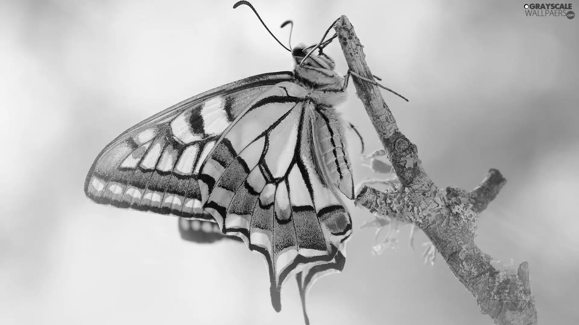twig, butterfly, Oct Queen